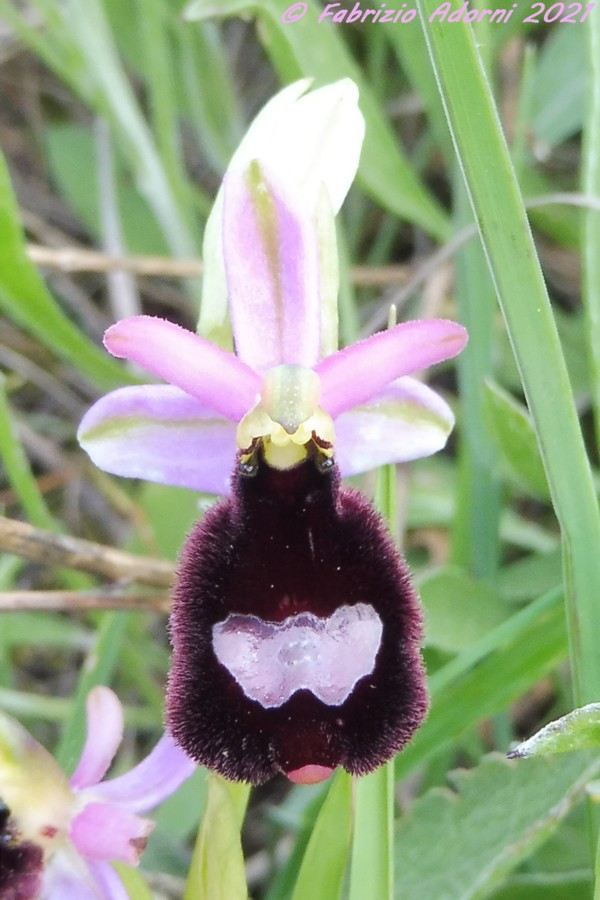 Ophrys bertolonii?